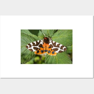 Garden Tiger Moth Photo Posters and Art